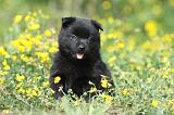 SCHIPPERKE 583